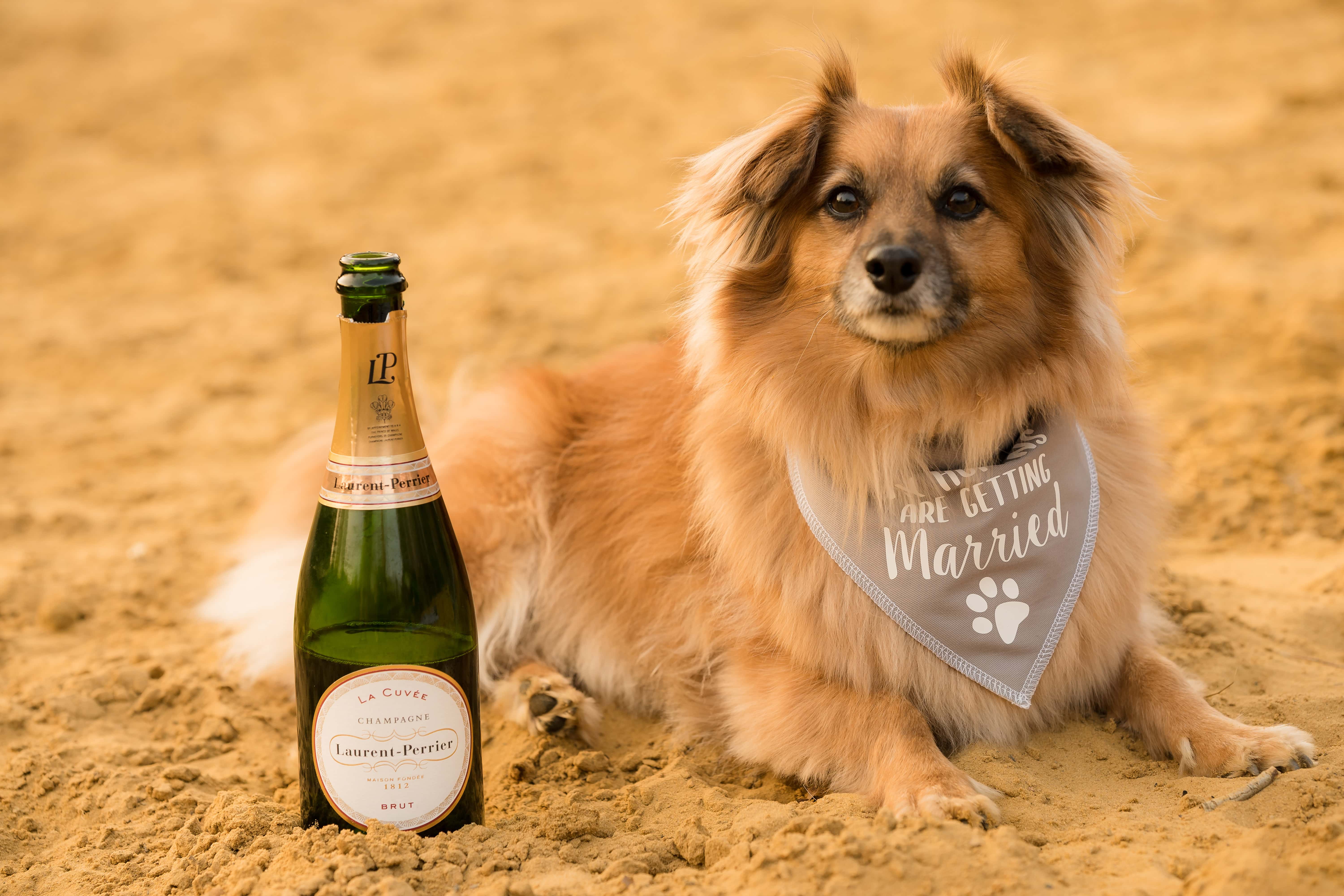 a dog and a bottle of champagne